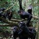 Image for article titled Researchers Translate the Meaning of Over 60 Gestures Used by Chimps